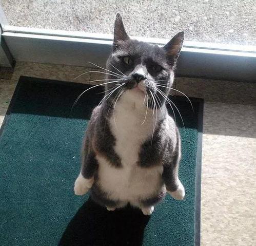 娱乐圈吃瓜猫